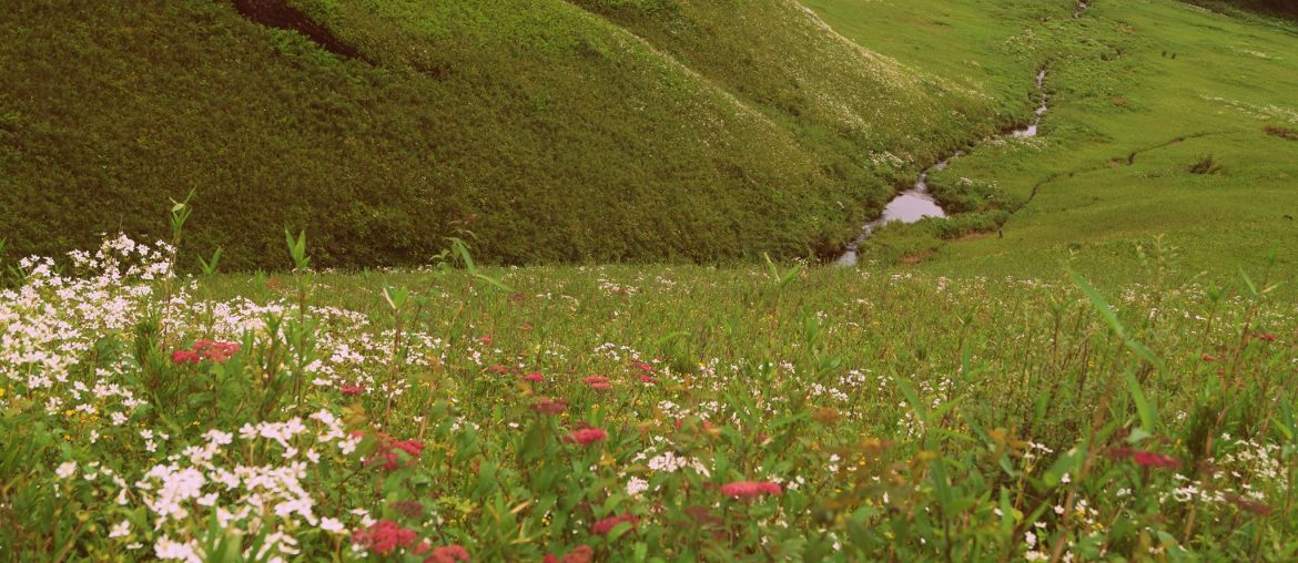 Dzukou Valley, Nagaland