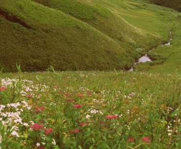 Dzukou Valley, Nagaland