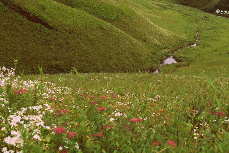 Dzukou Valley, Nagaland