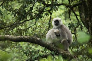 Binsar Wildlife Sanctuary