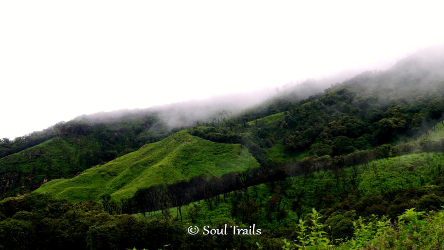 Dzukou Valley, Nagaland