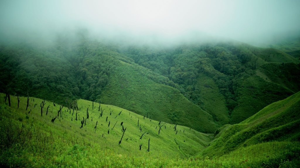 Dzukou Valley, Nagaland