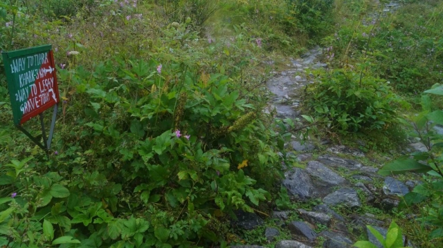 Valley of Flowers, Uttarakhand