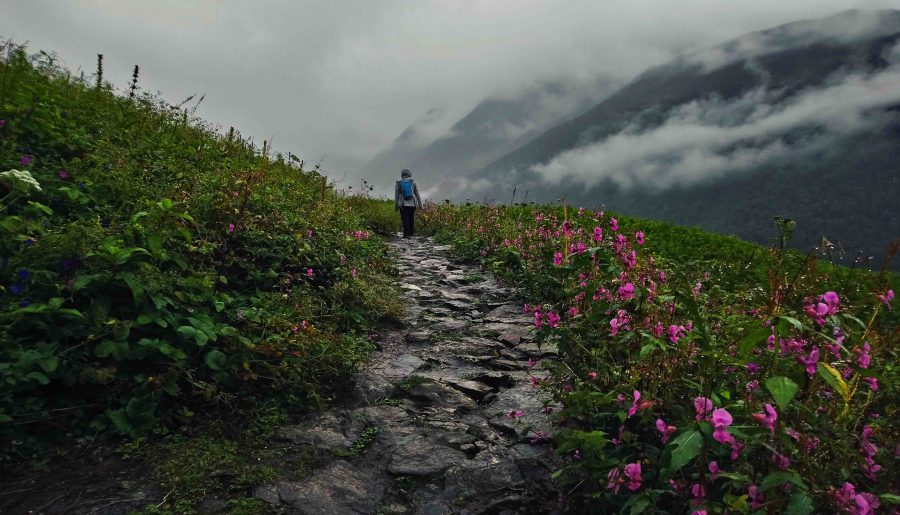 A Walk Into ‘The Valley of Flowers’ – Part II