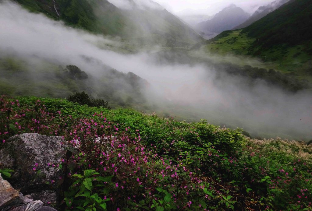 Valley of Flowers, Uttarakhand