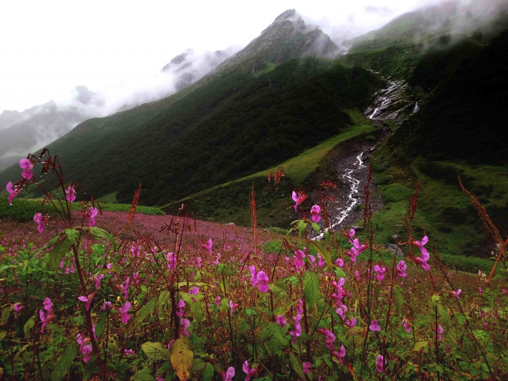 Valley of Flowers, Uttarakhand