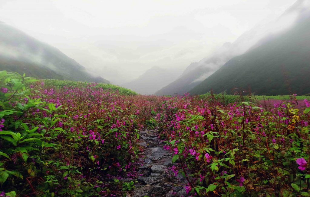 Valley of Flowers, Uttarakhand