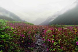 Valley of Flowers, Uttarakhand