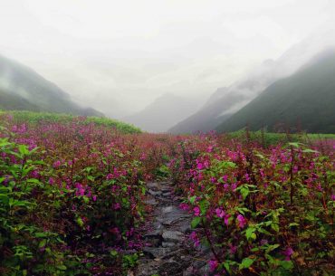 Valley of Flowers, Uttarakhand