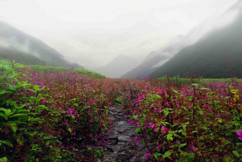 A D.I.Y Guide to Valley of Flowers Valley of Flowers, Uttarakhand