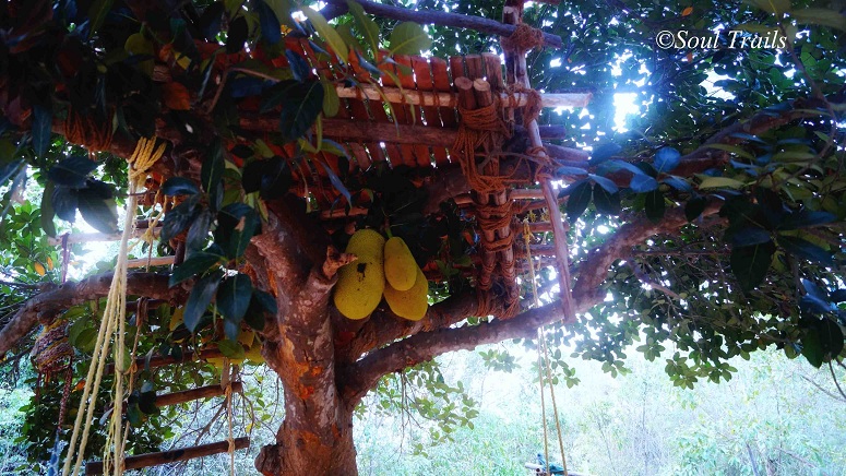 Sadhana Forest, Auroville, Pondicherry, Tamil Nadu