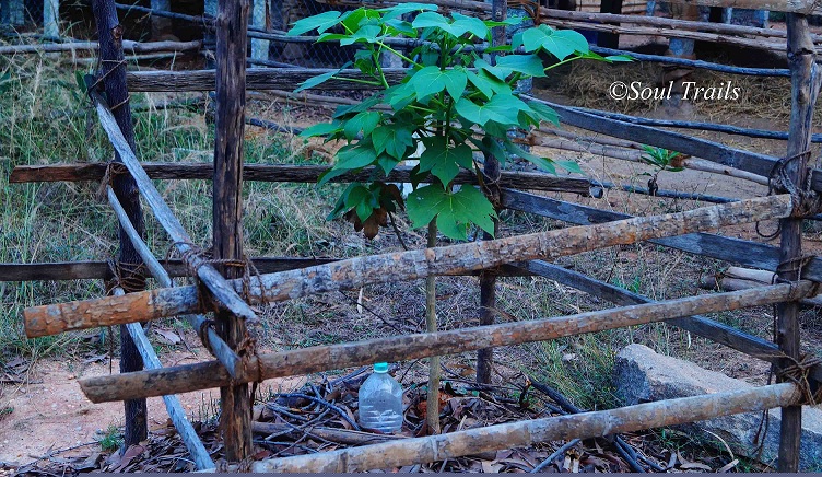 Sadhana Forest, Auroville, Pondicherry, Tamil Nadu