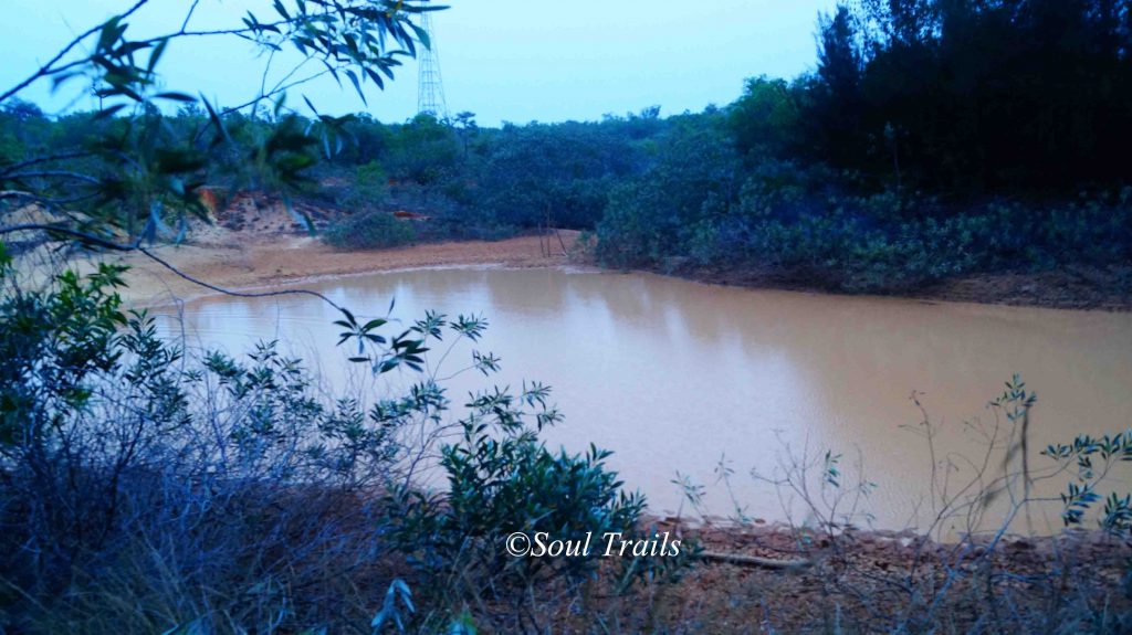 Sadhana Forest, Auroville, Pondicherry, Tamil Nadu