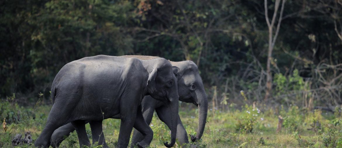 Manas National Park, Assam, Bodoland, Soul Trails