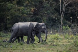 Manas National Park, Assam, Bodoland, Soul Trails