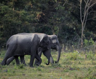 Manas National Park, Assam, Bodoland, Soul Trails