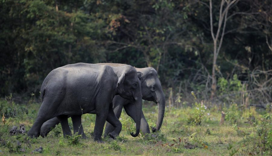 A Virgin’s Experience of Manas National Park