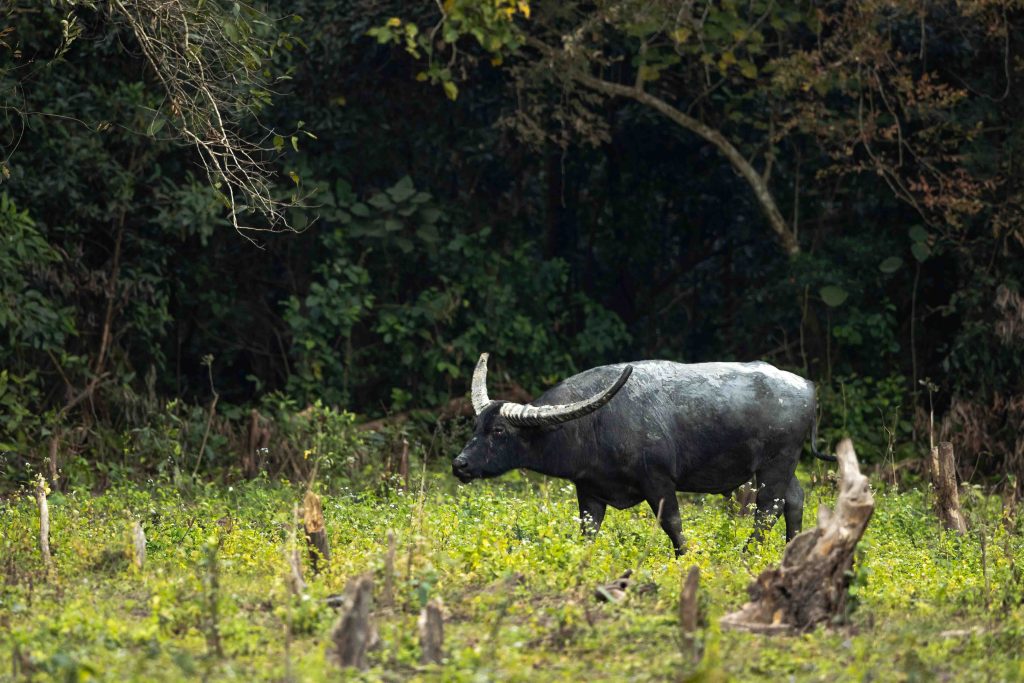 Manas National Park, Assam, Bodoland, Soul Trails