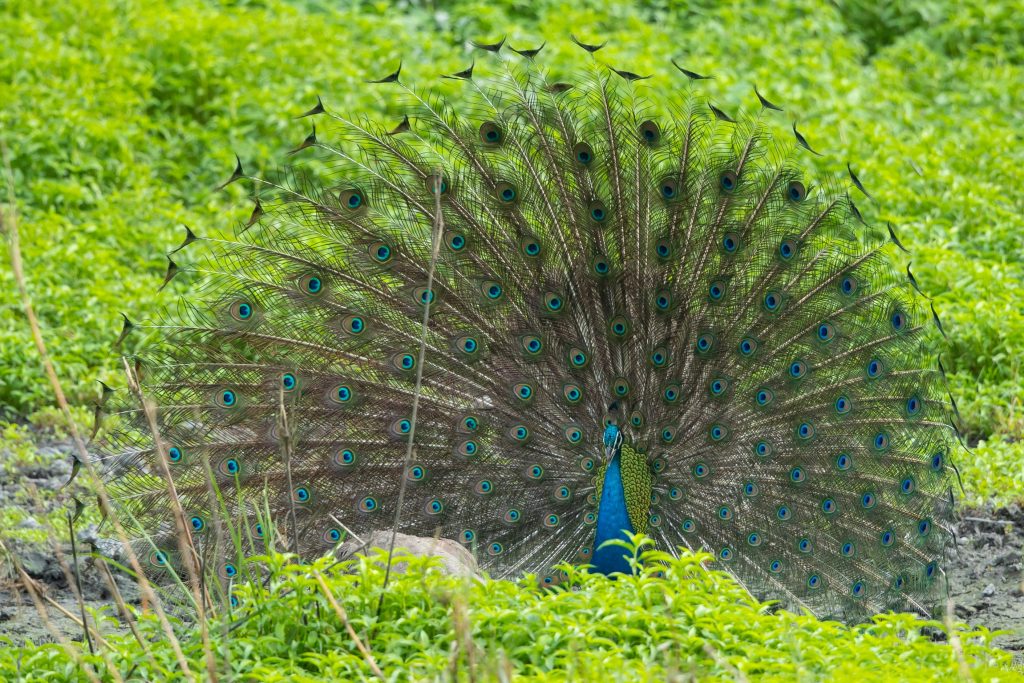 Manas National Park, Assam, Bodoland, Soul Trails