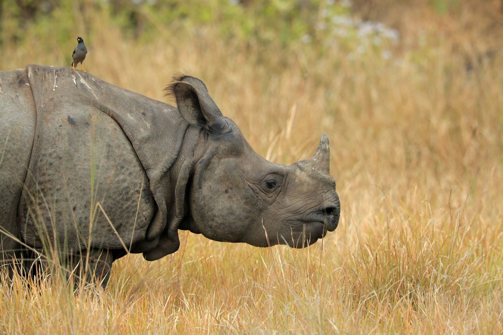 Manas National Park, Assam, Bodoland, Soul Trails